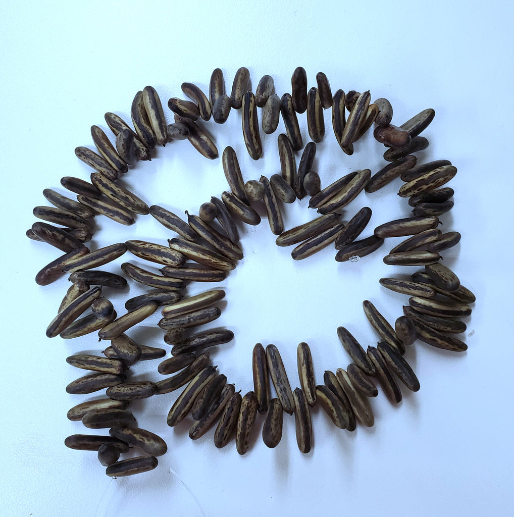 Poinciana Seed Strand