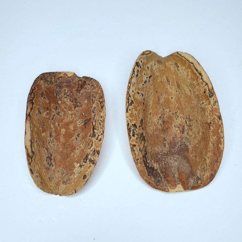 Jacaranda Pod