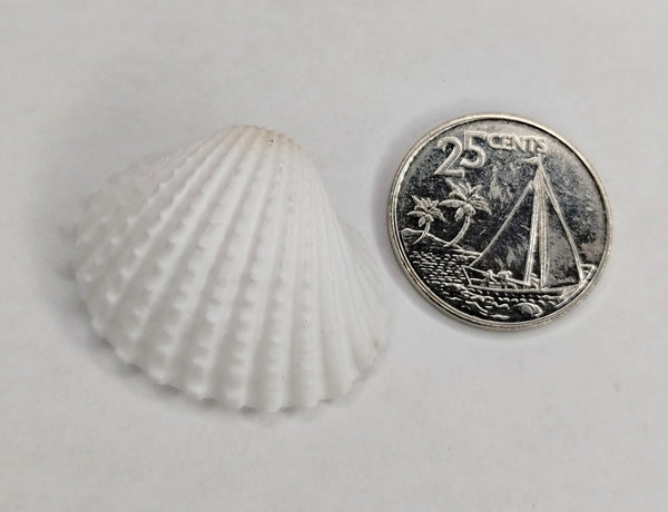 White Ark Shell with one hole