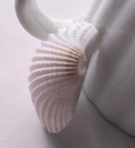 White Ark Shell with one hole